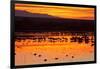 Waterfowl on Roost, Bosque Del Apache National Wildlife Refuge, New Mexico, USA-Larry Ditto-Framed Photographic Print