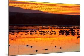 Waterfowl on Roost, Bosque Del Apache National Wildlife Refuge, New Mexico, USA-Larry Ditto-Mounted Premium Photographic Print