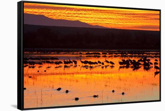 Waterfowl on Roost, Bosque Del Apache National Wildlife Refuge, New Mexico, USA-Larry Ditto-Framed Stretched Canvas