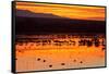 Waterfowl on Roost, Bosque Del Apache National Wildlife Refuge, New Mexico, USA-Larry Ditto-Framed Stretched Canvas