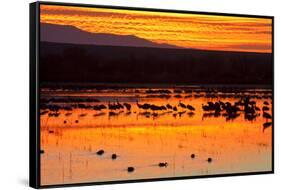 Waterfowl on Roost, Bosque Del Apache National Wildlife Refuge, New Mexico, USA-Larry Ditto-Framed Stretched Canvas