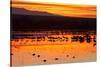 Waterfowl on Roost, Bosque Del Apache National Wildlife Refuge, New Mexico, USA-Larry Ditto-Stretched Canvas