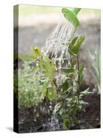 Watering Bay Plant-null-Stretched Canvas