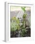 Watering Bay Plant-null-Framed Photographic Print