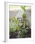 Watering Bay Plant-null-Framed Photographic Print