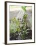 Watering Bay Plant-null-Framed Photographic Print