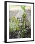 Watering Bay Plant-null-Framed Photographic Print