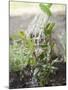 Watering Bay Plant-null-Mounted Photographic Print