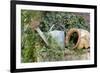 Watering Can And Broken Pot-Tony Craddock-Framed Photographic Print
