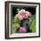 Watering Can And Peonies-James Guilliam-Framed Art Print