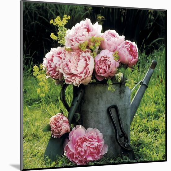 Watering Can And Peonies-James Guilliam-Mounted Art Print