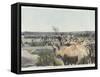 Watering the Camels at the Source in the Desert-null-Framed Stretched Canvas