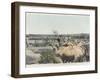 Watering the Camels at the Source in the Desert-null-Framed Photographic Print