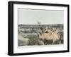 Watering the Camels at the Source in the Desert-null-Framed Photographic Print