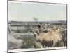 Watering the Camels at the Source in the Desert-null-Mounted Photographic Print