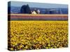 Watering the Tulips in the Willamette Valley, Oregon, USA-Janis Miglavs-Stretched Canvas