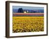 Watering the Tulips in the Willamette Valley, Oregon, USA-Janis Miglavs-Framed Photographic Print