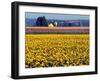 Watering the Tulips in the Willamette Valley, Oregon, USA-Janis Miglavs-Framed Photographic Print