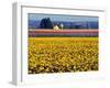 Watering the Tulips in the Willamette Valley, Oregon, USA-Janis Miglavs-Framed Photographic Print