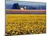 Watering the Tulips in the Willamette Valley, Oregon, USA-Janis Miglavs-Mounted Photographic Print