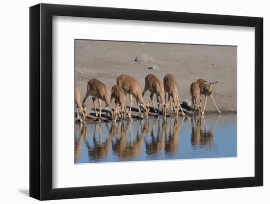 Watering Time in Nature Reserve-Tobie Oosthuizen-Framed Photographic Print