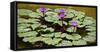 Waterlilies, 2016-null-Framed Stretched Canvas