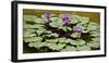 Waterlilies, 2016-null-Framed Photographic Print
