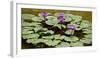 Waterlilies, 2016-null-Framed Photographic Print