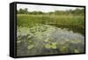 Waterlilies Flowering, Wicken Fen, Cambridgeshire, UK, June 2011-Terry Whittaker-Framed Stretched Canvas