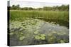 Waterlilies Flowering, Wicken Fen, Cambridgeshire, UK, June 2011-Terry Whittaker-Stretched Canvas