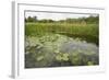 Waterlilies Flowering, Wicken Fen, Cambridgeshire, UK, June 2011-Terry Whittaker-Framed Photographic Print