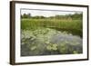 Waterlilies Flowering, Wicken Fen, Cambridgeshire, UK, June 2011-Terry Whittaker-Framed Photographic Print