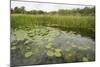 Waterlilies Flowering, Wicken Fen, Cambridgeshire, UK, June 2011-Terry Whittaker-Mounted Photographic Print