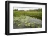 Waterlilies Flowering, Wicken Fen, Cambridgeshire, UK, June 2011-Terry Whittaker-Framed Photographic Print