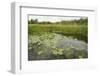 Waterlilies Flowering, Wicken Fen, Cambridgeshire, UK, June 2011-Terry Whittaker-Framed Photographic Print