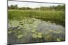 Waterlilies Flowering, Wicken Fen, Cambridgeshire, UK, June 2011-Terry Whittaker-Mounted Photographic Print