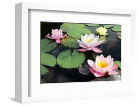 Waterlilies in Pond-null-Framed Art Print