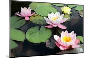 Waterlilies in Pond-null-Mounted Art Print