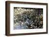 Waterlilies-Richard Bryant-Framed Photo