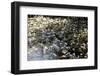 Waterlilies-Richard Bryant-Framed Photo