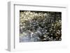 Waterlilies-Richard Bryant-Framed Photo