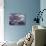 Waterlilies-Claude Monet-Stretched Canvas displayed on a wall