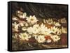 Waterlilies-William Jabez Muckley-Framed Stretched Canvas