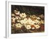 Waterlilies-William Jabez Muckley-Framed Giclee Print