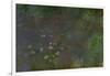 Waterlilies-Claude Monet-Framed Giclee Print