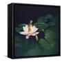 Waterlilies-Kirk Reinert-Framed Stretched Canvas