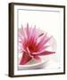 Waterlily and Bowl-null-Framed Art Print