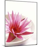 Waterlily and Bowl-null-Mounted Art Print