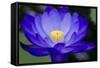 Waterlily Blue-Charles Bowman-Framed Stretched Canvas