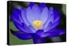 Waterlily Blue-Charles Bowman-Stretched Canvas